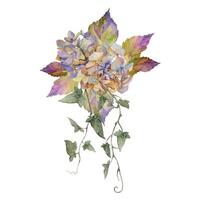 Hand gezeichnet Aquarell Illustration schäbig Boho botanisch Blumen Blätter. Hortensie Hortensie Efeu Kriechpflanzen Silber Aschenpflanze. Braut Strauß isoliert auf Weiß Hintergrund. Design Hochzeit, Liebe Karten, Geschäft vektor