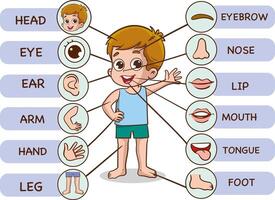vektor illustration av mänsklig kropp.förskola utbildning affisch med ung pojke anatomi