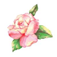 rosa Rose auf weißem Hintergrund. Aquarell-Vektor-Illustration vektor