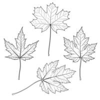 Ahorn Baum Gliederung Blätter vektor