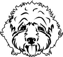 Labradoodle Hund Vektor isoliert Illustration auf Weiß Hintergrund. golden Gekritzel, süß Haustier Gesicht, Welpe. drucken zum Kleidung.