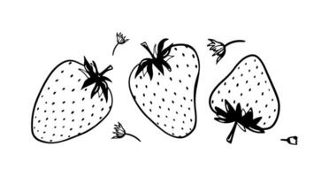 Gekritzel Erdbeere Vektor Illustration. schwarz Hand gezeichnet abstrakt Obst mit Blätter. skizzieren Beere Zeichnung