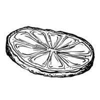vektor skiva saftig citron- med löv på de grenar med blommor. grafisk botanisk illustration citrus- frukt i linje konst stil, skiss, svarta tavlan stil. isolerat objekt eps vektor