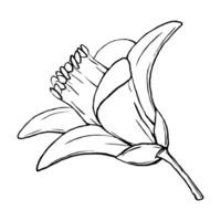 Vektor Blume Zitrone. exotisch Pflanzen Design Vorlage. Grafik botanisch Illustration Zitrusfrüchte Blumen im Linie Kunst Stil, skizzieren, Tafel Stil. isoliert Objekt eps Vektor