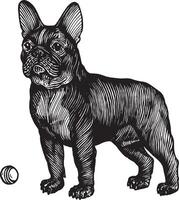 franska bulldogg, en hund med en boll, illustration. årgång grafik och handarbete. de hund står nära de boll och vill ha till spela med Det. samling av sällskapsdjur. vektor