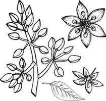 skiss av blommande avokado kvistar.svart och vit hand teckning. vektor
