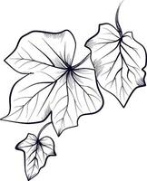 hand teckning av murgröna löv illustration vektor