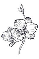 hand teckning av phalaenopsis orkide blommor vektor