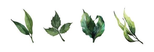 grön löv vattenfärg element design vektor