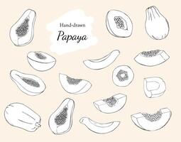 handgemalt Papaya Obst Satz. ganz, geschnitten, Hälfte Papaya mit Samen. reif, gesund Früchte. Illustration isoliert auf ein Weiß Hintergrund. vektor