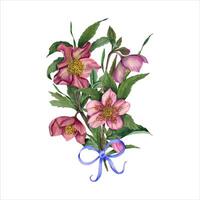 Strauß mit Nieswurz, Gras, Schleife. Frühling Blumen zum Feiertage. Grün und Rosa Helleborus. Aquarell Illustration zum Design von Einladung, Gruß vektor