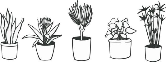 hus växter i en blomma pott. hus växter isolerat linje illustration, skiss vektor