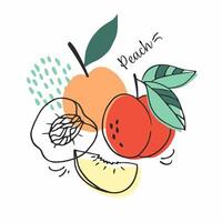 frukt uppsättning av ljus och saftig persikor. klotter frukter. för meny, affär, affischer, klistermärken, kort, interiör dekor. tecknad serie design. vektor