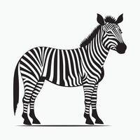 Zebra Illustration schwarz und Weiß Design vektor