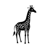 ein Giraffe mit ein schwarz und Weiß Zeichnung auf Weiß Hintergrund vektor