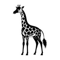 ein Giraffe mit ein schwarz und Weiß Zeichnung auf Weiß Hintergrund vektor