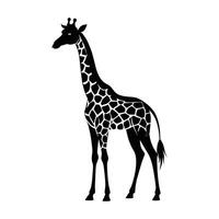 ein Giraffe mit ein schwarz und Weiß Zeichnung auf Weiß Hintergrund vektor