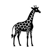 ein Giraffe mit ein schwarz und Weiß Zeichnung auf Weiß Hintergrund vektor