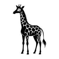 ein Giraffe mit ein schwarz und Weiß Zeichnung auf Weiß Hintergrund vektor