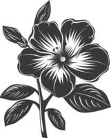 Silhouette Immergrün Blume schwarz Farbe nur vektor