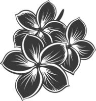 Silhouette Plumeria Blume schwarz Farbe nur vektor