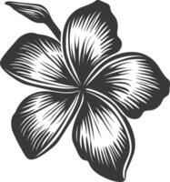 Silhouette Plumeria Blume schwarz Farbe nur vektor