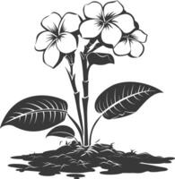 silhuett plumeria blomma i de jord svart Färg endast vektor