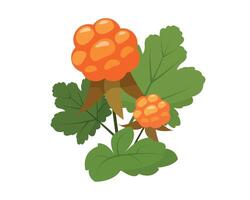 Moltebeere Symbol isoliert auf das Weiß Hintergrund. Orange Beeren Witz Grün Blätter. Illustration von medizinisch Pflanzen, Kräuter zum Natur oder gesund Vitamin Essen Design. vektor