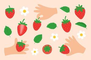 söt uppsättning av jordgubbe. bär, blommor, löv. jordgubbar i händer. ljuv trädgård frukt. färsk röd bär skiva. tecknad serie hand dragen illustration vektor