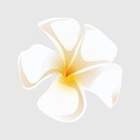 plumeria tropisk blomma illustration på vit bakgrund vektor