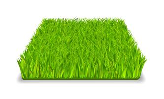 grönt gräs vektor
