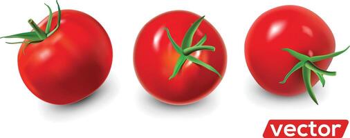 reif rot Tomaten Satz. realistisch isolieren Illustration. vektor