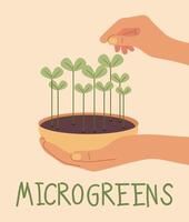 Sprossen von gesund und organisch Lebensmittel. Microgreens im ein Topf. eben Illustration vektor