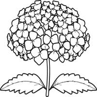 hortensia färg sidor. hortensia blomma översikt för färg bok vektor