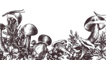 Wald Pilze, Steinpilze, Pfifferlinge und Blaubeeren, Preiselbeeren, Zweige, Zapfen, Blätter. Grafik Illustration Hand gezeichnet im schwarz Tinte. Grenze, Vorlage eps . vektor