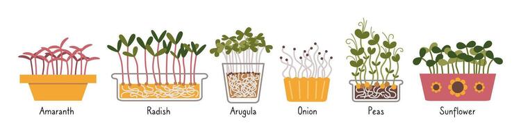 Microgreens einstellen mit unterzeichnet Namen, gesund Essen Sprossen, Karikatur Stil. modisch modern Illustration isoliert auf Weiß Hintergrund, Hand gezeichnet, eben Design vektor