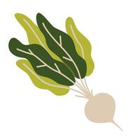 rot grönsaker, sådan som rädisa eller rovor, tecknad serie stil. illustration isolerat på vit bakgrund, hand ritade, platt design vektor