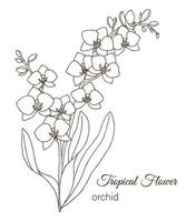 Vektor-Illustration der tropischen Blume auf weißem Hintergrund. handgezeichnete Orchidee. floraler Umriss. Malseite. Stil skizzieren. tropische Designelemente vektor