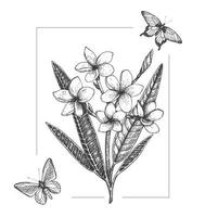 Vektor-Illustration der tropischen Blume mit Schmetterlingen auf weißem Hintergrund. handgezeichnete Plumeria, Insekten. florale grafische Schwarz-Weiß-Zeichnung. tropische Designelemente. Linienschattierungsstil. vektor
