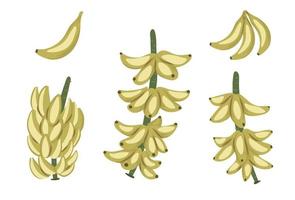 vektor tropisk banan frukt, gäng och kvist ClipArt. djungeln lövverk illustration. handritad exotisk växt isolerad på vit bakgrund. ljus realistisk hälsosam mat illustration.
