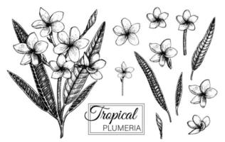 Vektor-Illustration der tropischen Blume auf weißem Hintergrund. handgezeichnete Plumeria. florale grafische Schwarz-Weiß-Zeichnung. tropische Designelemente. Linienschattierungsstil. vektor