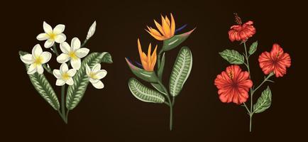 Vektor-Illustration von tropischen Blumensträußen isoliert auf weißem Hintergrund. heller realistischer Hibiskus, Strelitzie, Plumeria. florale tropische Designelemente.