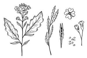senap växt graverat skiss, hand dragen illustration. uppsättning med senap blomma, gren, utsäde, blad. mat ingrediens, olja, organisk näring. design element för skriva ut, logotyp, papper, märka, tecken vektor