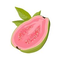 saftig och friska grön rosa skära guava med grön löv. isolerat illustration på vit bakgrund. sommar frukt för platt design av kort, baner, flygblad, försäljning, affisch, ikoner vektor