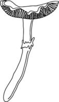 dödskeps. isolerad svart linje illustration av en svamp. vektor illustration. svartvitt. farlig söt svamp. skogssvamp. stor tunn padda. giftig svamp