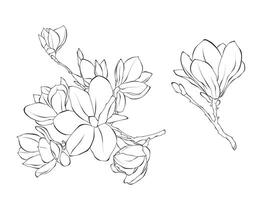 blommor magnolie linje konst översikt illustration på vit bakgrund vektor