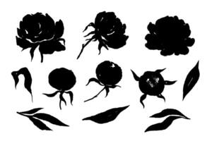 Pfingstrose Blumen schwarz Silhouetten Sammlung einfarbig botanisch Blumen- Elemente Illustration vektor