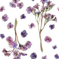 Hand gezeichnet Aquarell Illustration Boho botanisch Blumen Blätter. Bergenia Lungenkraut angelonia Bacopa Heliotrop, Meer Lavendel. nahtlos Muster isoliert auf Weiß Hintergrund. Design Hochzeit, Liebe Karten vektor