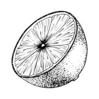 Scheibe von Zitrone Frucht. skizzieren Hand gezeichnet Illustration. schwarz Gliederung Tinte von Zitrusfrüchte Frucht. isoliert auf Weiß Hintergrund. Design zum Speisekarte, Paket, Kosmetik, Textil- vektor