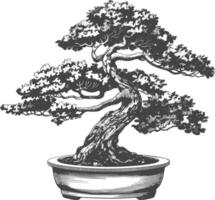 bonsai träd bilder använder sig av gammal gravyr stil kropp svart Färg endast vektor